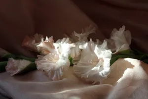 White Gladiolus Flowers Wallpaper