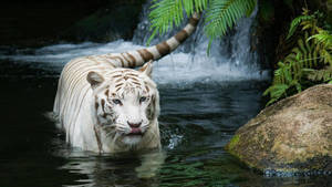 White Harimau In Water Wallpaper