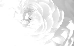 White Hd Camellia Flower Wallpaper