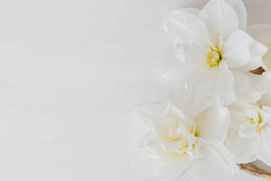 White Hd Daffodils Wallpaper