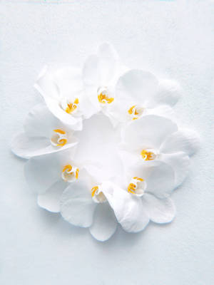 White Hd Petaled Flower Wallpaper
