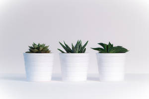 White Hd Potted Plants Wallpaper