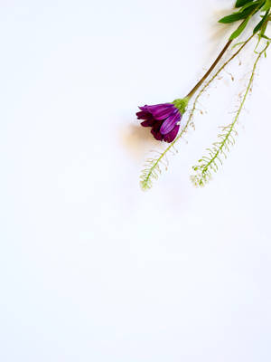 White Hd Purple Flower Wallpaper