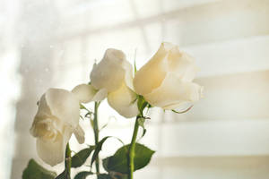 White Hd Roses Wallpaper