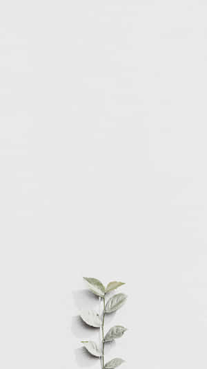 White Leaves For Instagram Stories Wallpaper