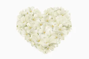 White Lilies Flower Heart Wallpaper