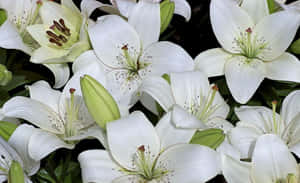 White Lily Dotted Flowers Wallpaper