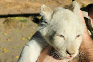 White Lion Cub Being Held Wallpaper