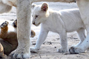 White Lion Cub Walking Wallpaper