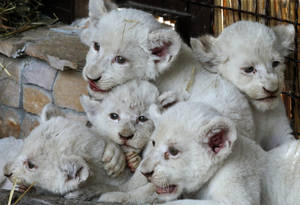 White Lion Cubs Wallpaper