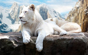 White Lion Laptop Wallpaper