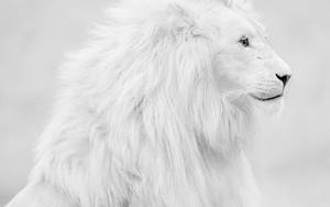 White Lion Side View Wallpaper