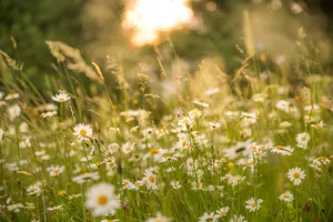 White Meadow Daisies Wallpaper