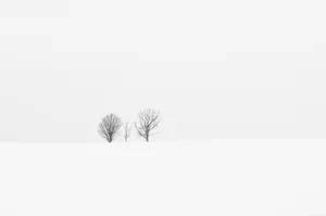 White Minimalist Three Barren Trees Wallpaper
