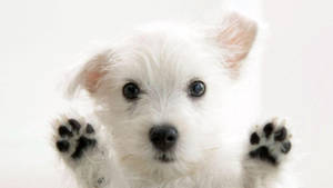 White Morkie Puppy Cute Computer Wallpaper