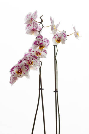 White Moth Orchids Wallpaper