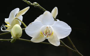 White Orchid Flower Wallpaper
