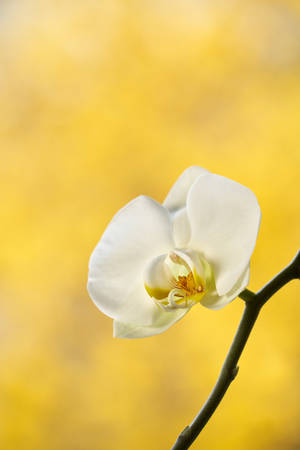 White Orchid On Yellow Background Wallpaper