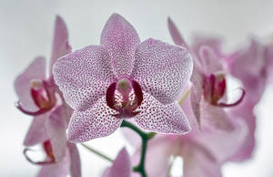White Orchid With Violet Spots Wallpaper