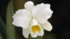 White Orchid With Water Droplets Wallpaper