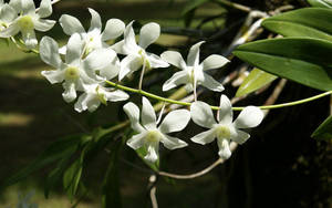 White Orchids Cluster Wallpaper