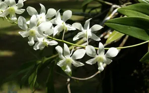 White Orchids Cluster Wallpaper
