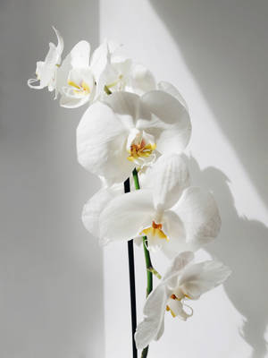 White Orchids On White Background Wallpaper