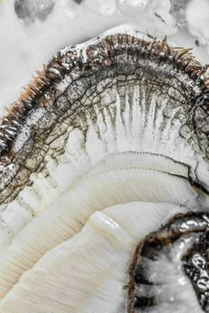 White Oyster Details Wallpaper