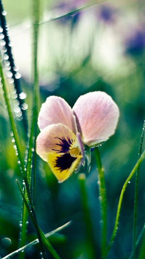 White Pansy Spring Flower Iphone Wallpaper