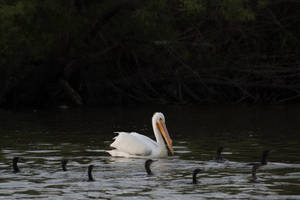 White Pelican Awesome Animal Wallpaper