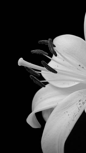 White Petaled Flower Iphone Wallpaper