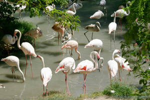 White Pond Flamingoes Wallpaper