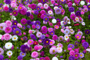 White Purple Pink Red Beautiful Flower Wallpaper