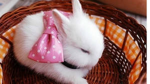 White Rabbit In A Basket Wallpaper