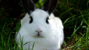 White Rabbit With Black Ears Wallpaper