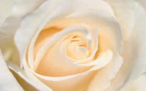 “white Rose: A Symbol Of Innocence And Purity” Wallpaper