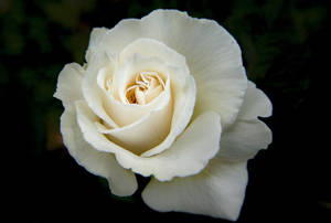 White Rose Hd Wallpaper