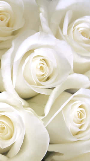 White Roses Aesthetic Close Up Shot Wallpaper