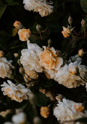 White Roses Iphone And Peach Roses Wallpaper