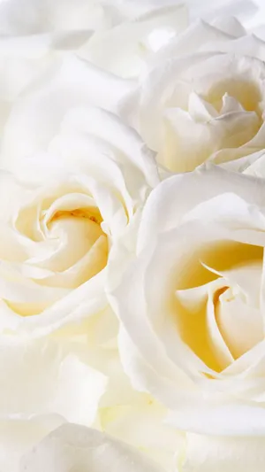 White Roses Iphone Close-up Wallpaper