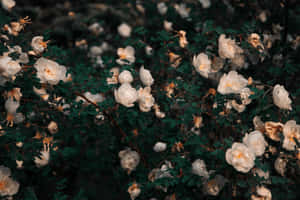 White Roses On A Bush Wallpaper