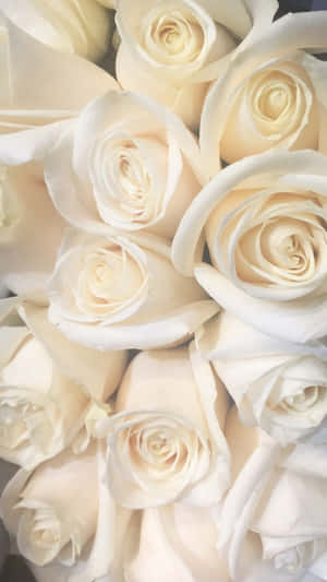 White Roses To Take Your Breath Away Wallpaper