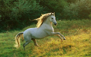 White Running Horse On Grassy Field Wallpaper