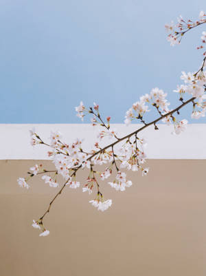 White Sakura Branch Wallpaper