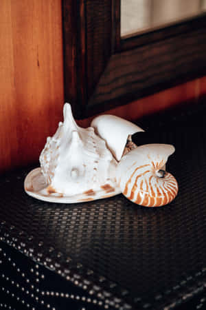 White Seashells As Decorations Wallpaper