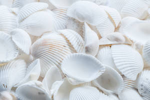 White Shells Background Wallpaper
