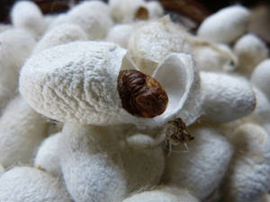 White Silk Cocoon Wallpaper