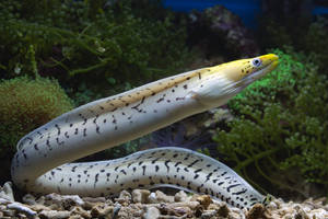 White Snake Eel Fish Swimming Underwater Wallpaper