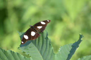 White Spotted Aesthetic Butterfly Wallpaper