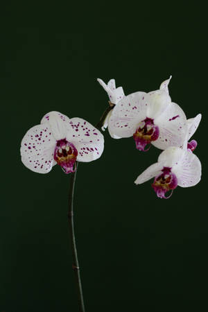 White Spotted Orchids Wallpaper